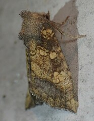 Papaipema cataphracta