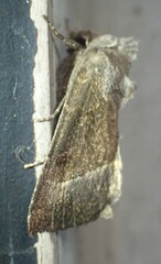 Papaipema nebris