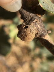 Disholcaspis simulata