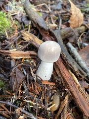 Leucoagaricus