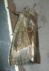Papaipema nebris