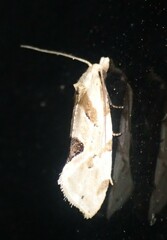 Aethes angustana