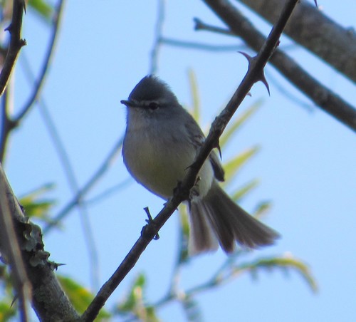 Serpophaga subcristata
