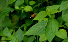 Macroglossum regulus
