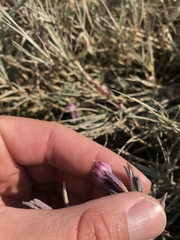 Chloropyron maritimum palustre