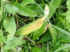 Spilopodia nervisequa