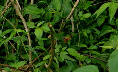 Macroglossum regulus