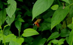 Macroglossum regulus