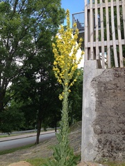 Verbascum speciosum