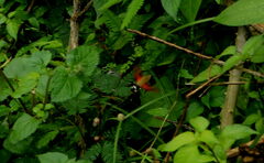 Macroglossum regulus