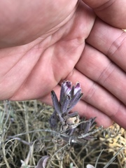Chloropyron maritimum palustre