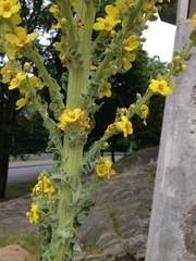 Verbascum speciosum