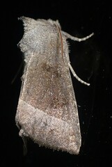 Papaipema nebris