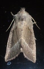 Papaipema nebris