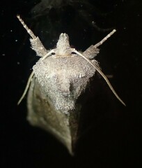 Papaipema nebris