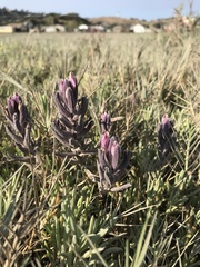Chloropyron maritimum palustre