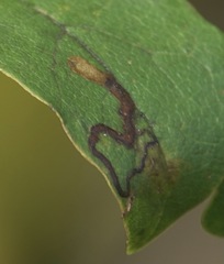 Stigmella