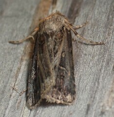 Agrotis gladiaria