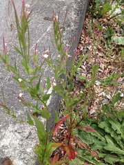 Epilobium ciliatum