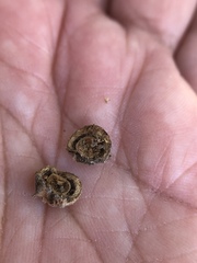 Disholcaspis simulata