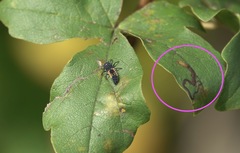 Stigmella
