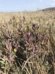 Chloropyron maritimum palustre