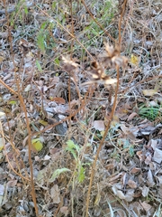 Bidens vulgata