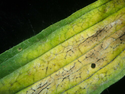 Spilopodia nervisequia