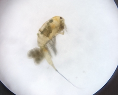 Copepoda