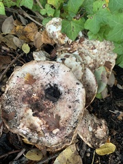 Lactarius controversus