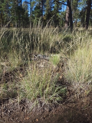 Muhlenbergia montana