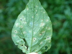 Puccinia circaeae