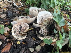 Lactarius controversus