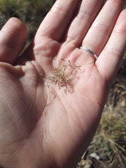 Muhlenbergia montana