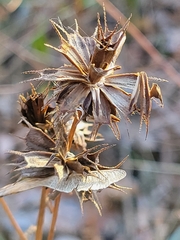 Bidens vulgata