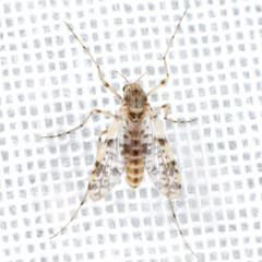 Tanypodinae