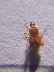 Cimicoidea