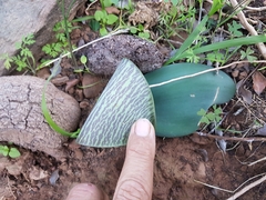 Haemanthus coccineus