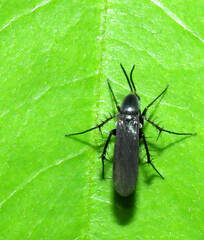 Mycetophilidae