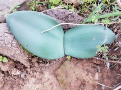 Haemanthus coccineus