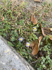 Symphyotrichum divaricatum