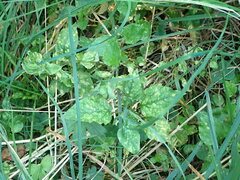 Puccinia circaeae