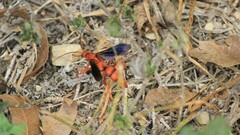 Tachypompilus ferrugineus