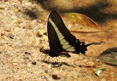 Protographium asius
