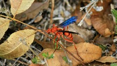 Tachypompilus ferrugineus