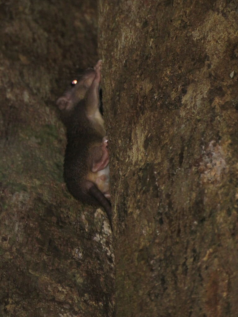 Amazon Bamboo Rat