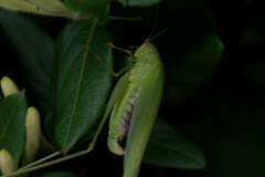 Phaneroptera nana