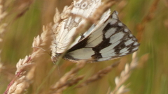 Melanargia lachesis