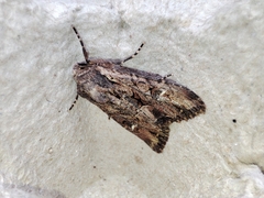 Mniotype occidentalis