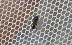 Macrodema microptera